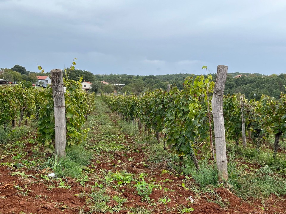 Kroatien - Grožnjan - Weinfelder in Istrien