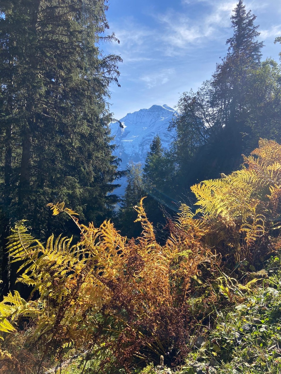 Schweiz - Mürren - 