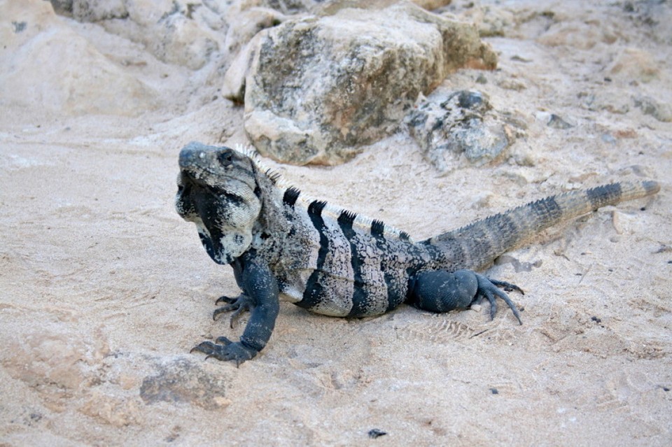 Mexiko - Tulum - 
