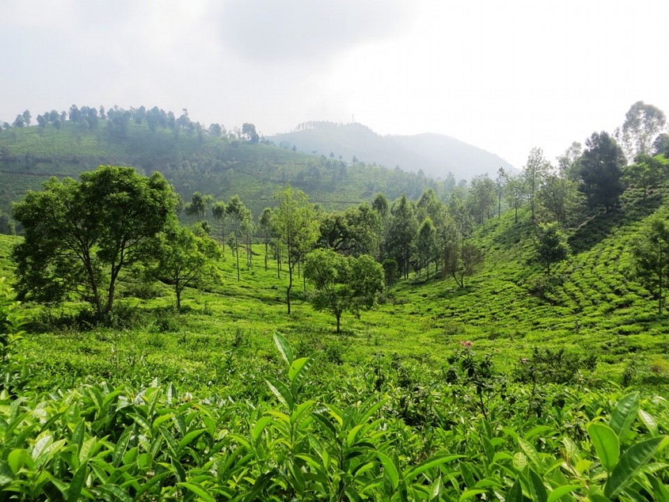 Indien - Coonoor - 