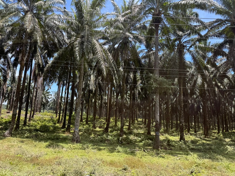 Indonesien - Kabupaten Langkat - Palmölplantage