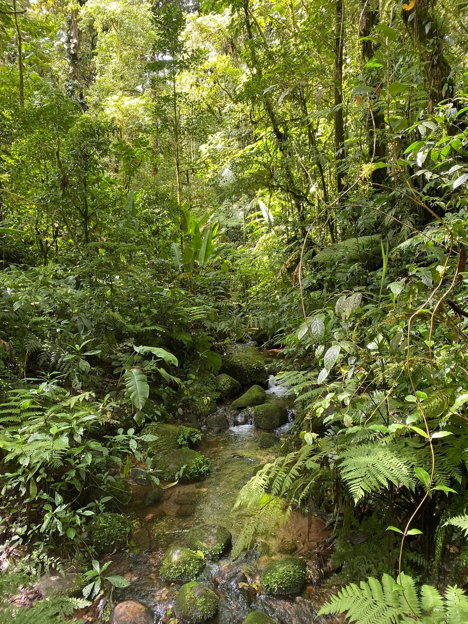 Costa Rica - Abangares - 