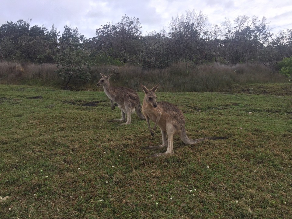  - Australia, Emerald Beach Holiday Park - 