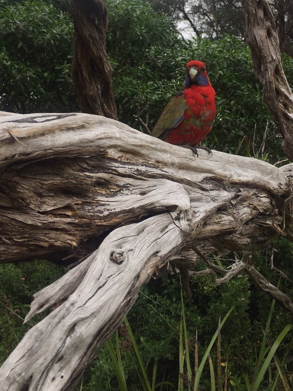  - Australia, Tidal River, Wilsons Promontory National Park - 