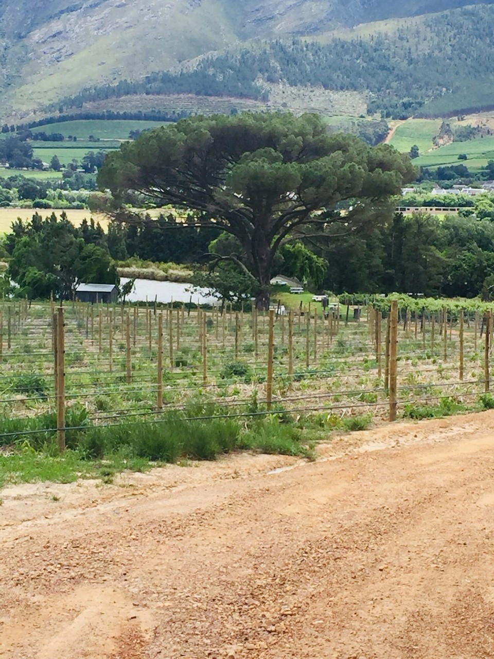 Südafrika - Franschhoek - 