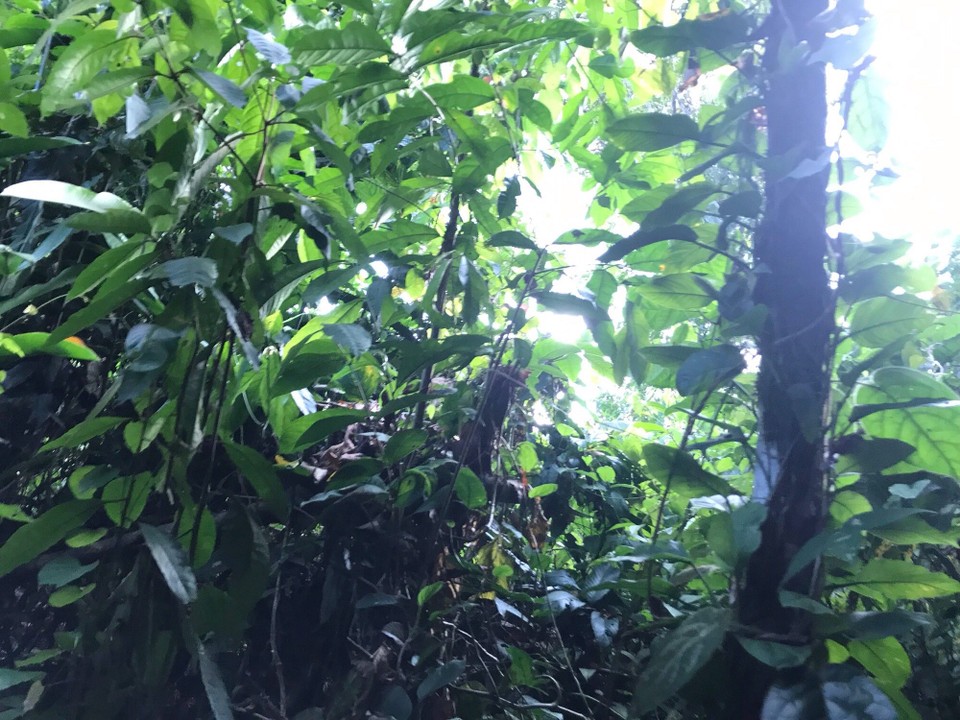 Costa Rica - San Carlos - 