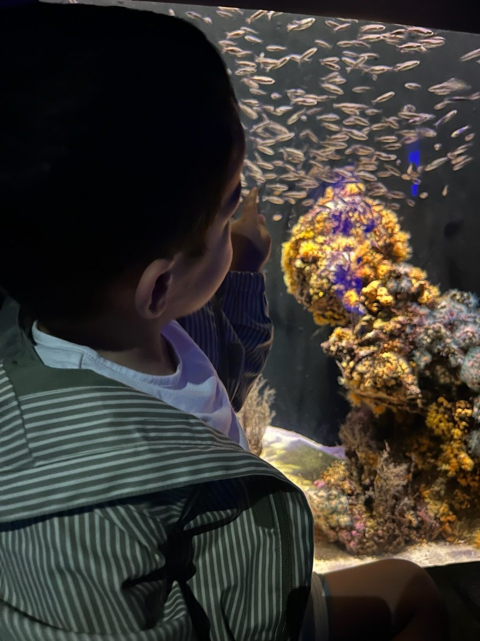 Spanien - Palma - Pünktlich zum Regen waren wir dann im Palma Aquarium um viele bunte Fische anzugucken.