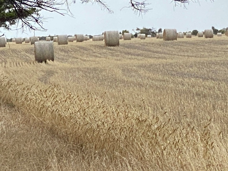 Australien - Victor Harbor - der Weg ist gesäumt von grossen abgeernteten Getreidefelder.