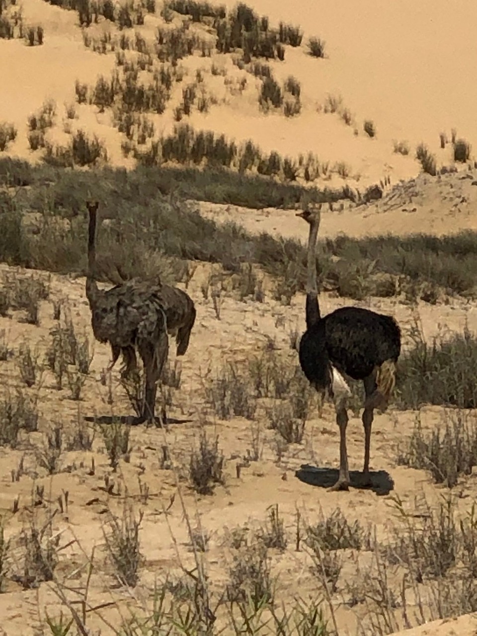 Namibia - Walvisbaai - 
