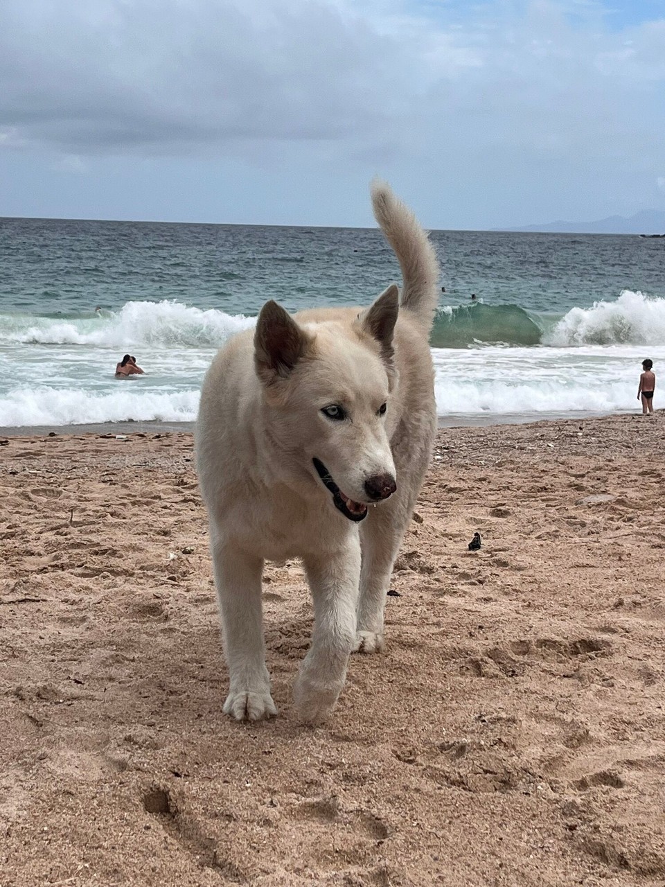 Thailand - Ko Pha-ngan - There was also a Pomsky or something st the beach. Then I had a dream about Mabel 😭😭