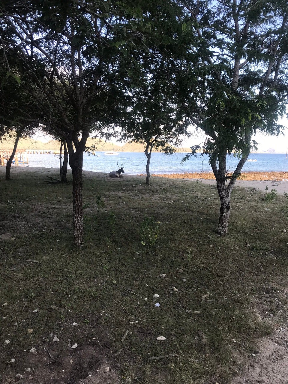 Indonesia - Labuan Bajo - Deer at the beach. 🦌 Rarity