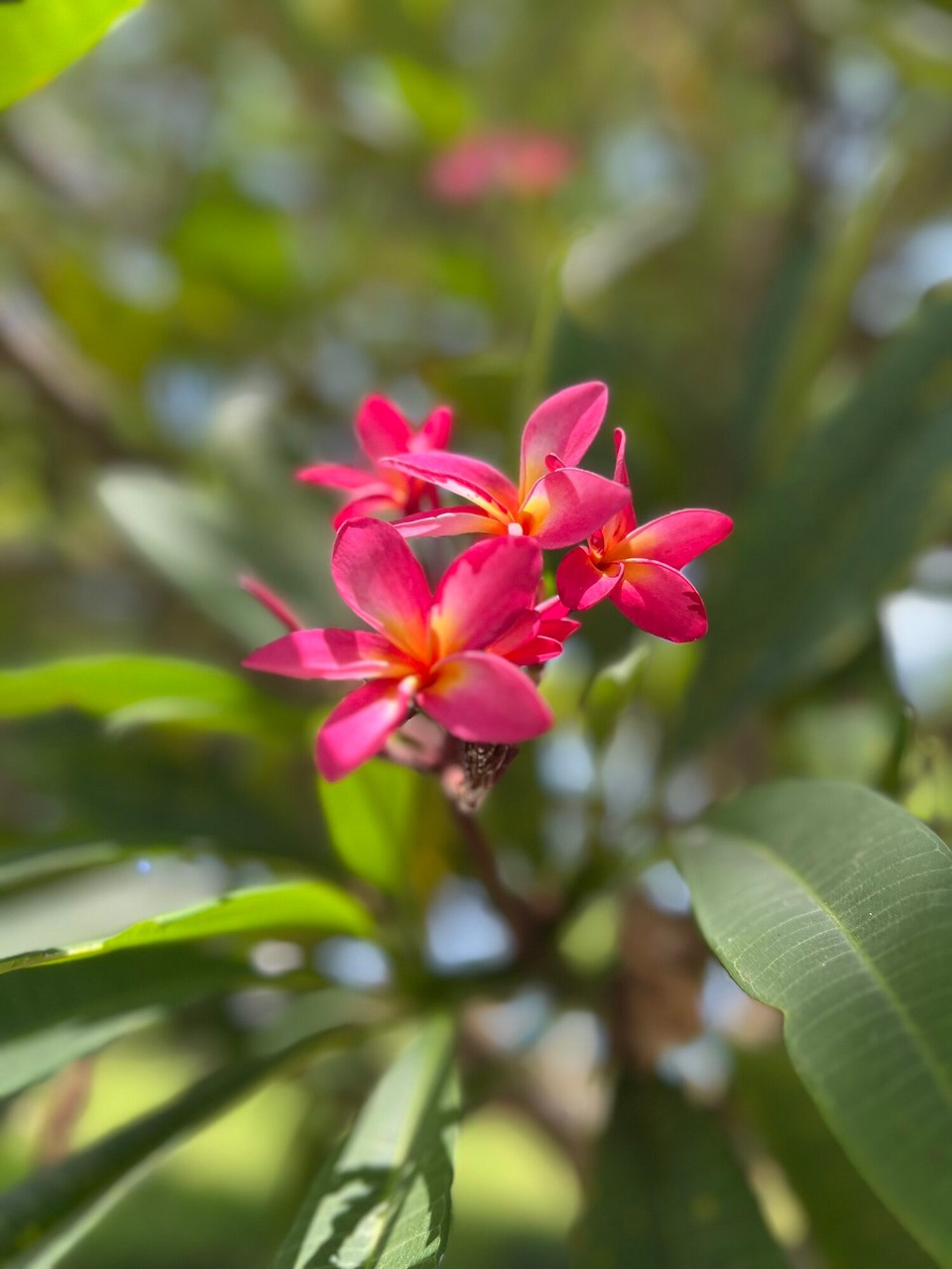 Tansania -  - 