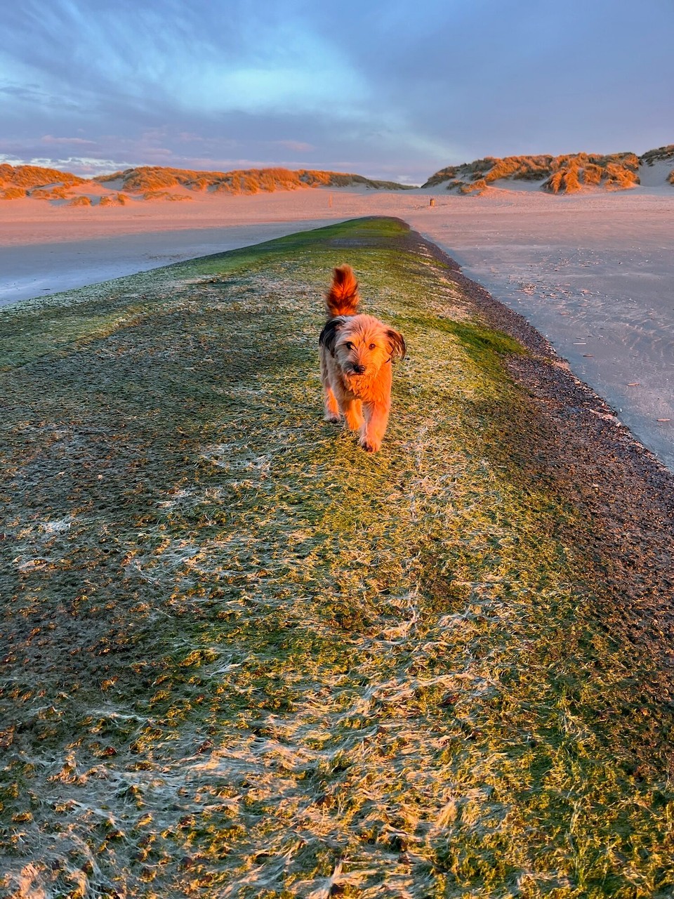 Belgien - Middelkerke - 
