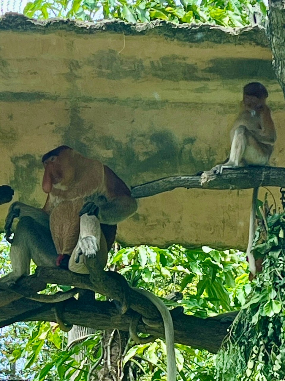 Singapur - Singapur - 