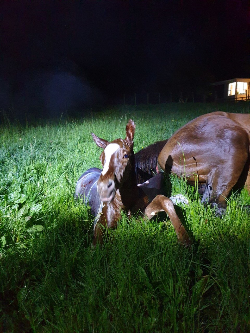 Neuseeland - Taupo - Und hier der kleine Hengst! Alle waren überglücklich einen Stammhalter auf dem Hof willkommen zu heißen. 