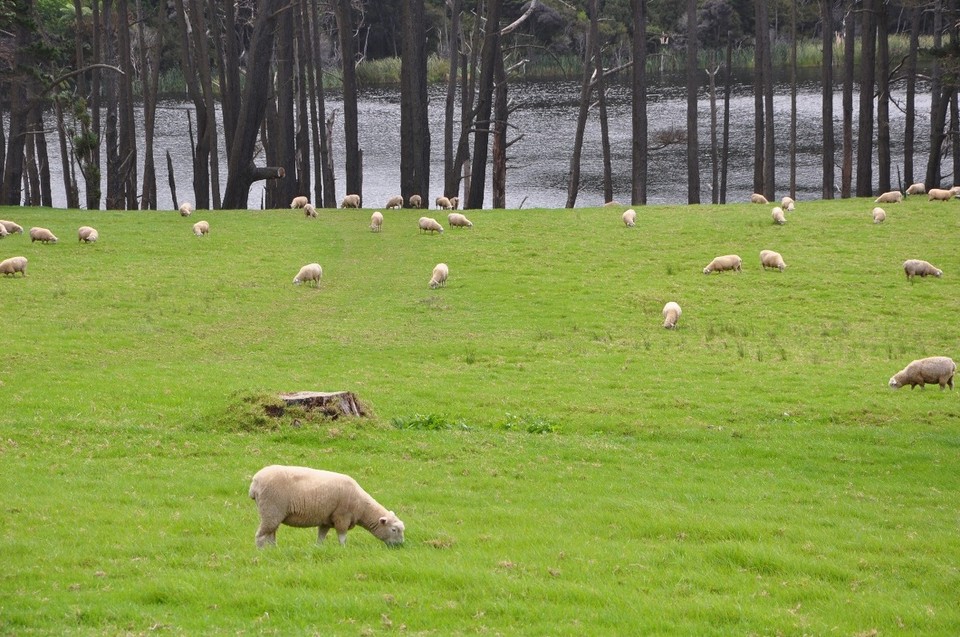 Neuseeland - Cape Reinga - 