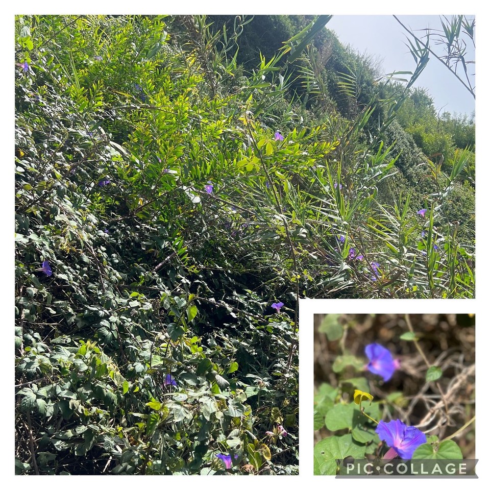 Portugal - São Teotónio - 