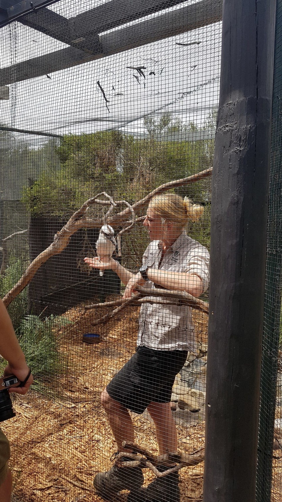 Australien - Phillip Island - Kookaburra