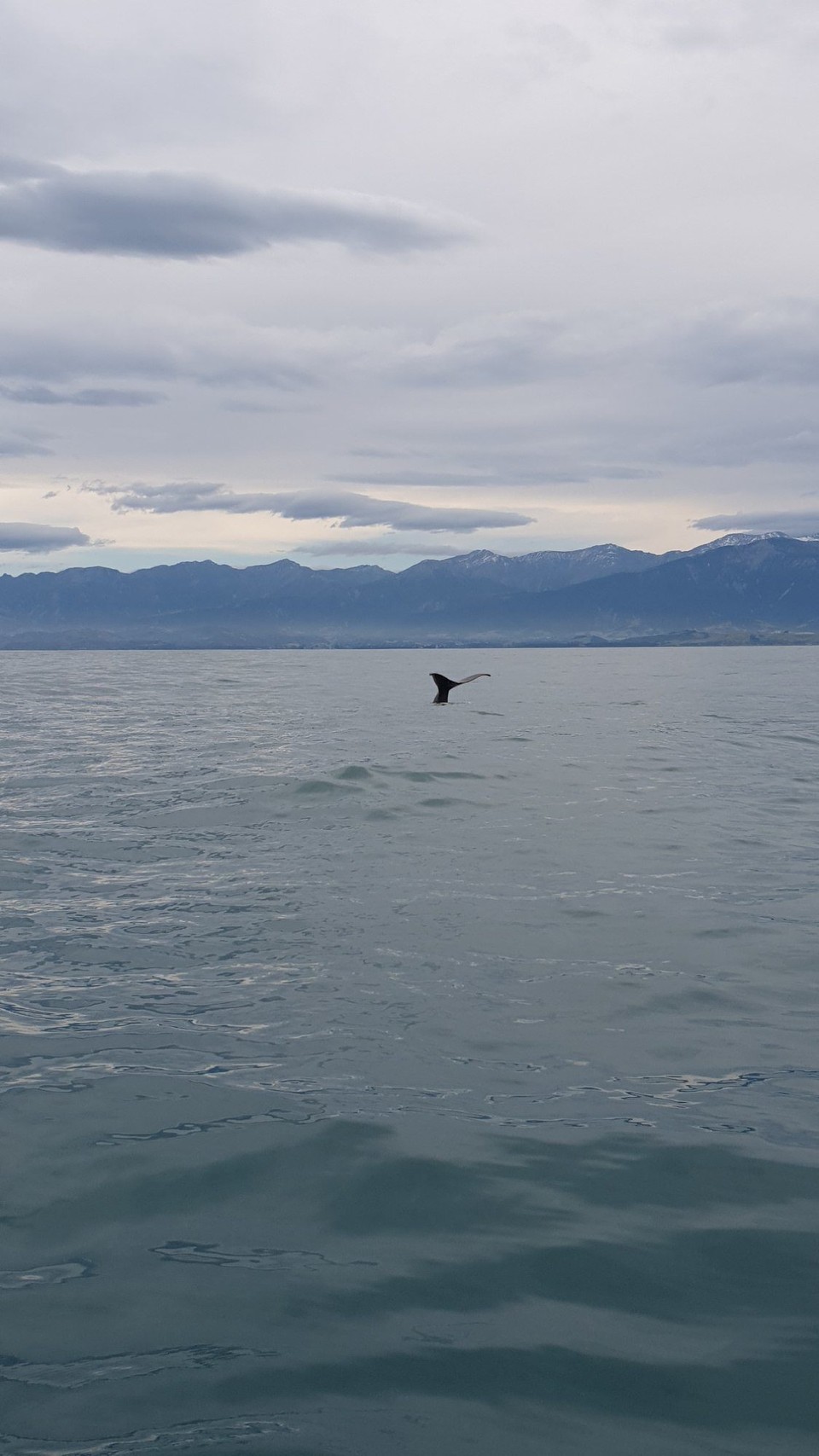 Neuseeland - Kaikoura - 