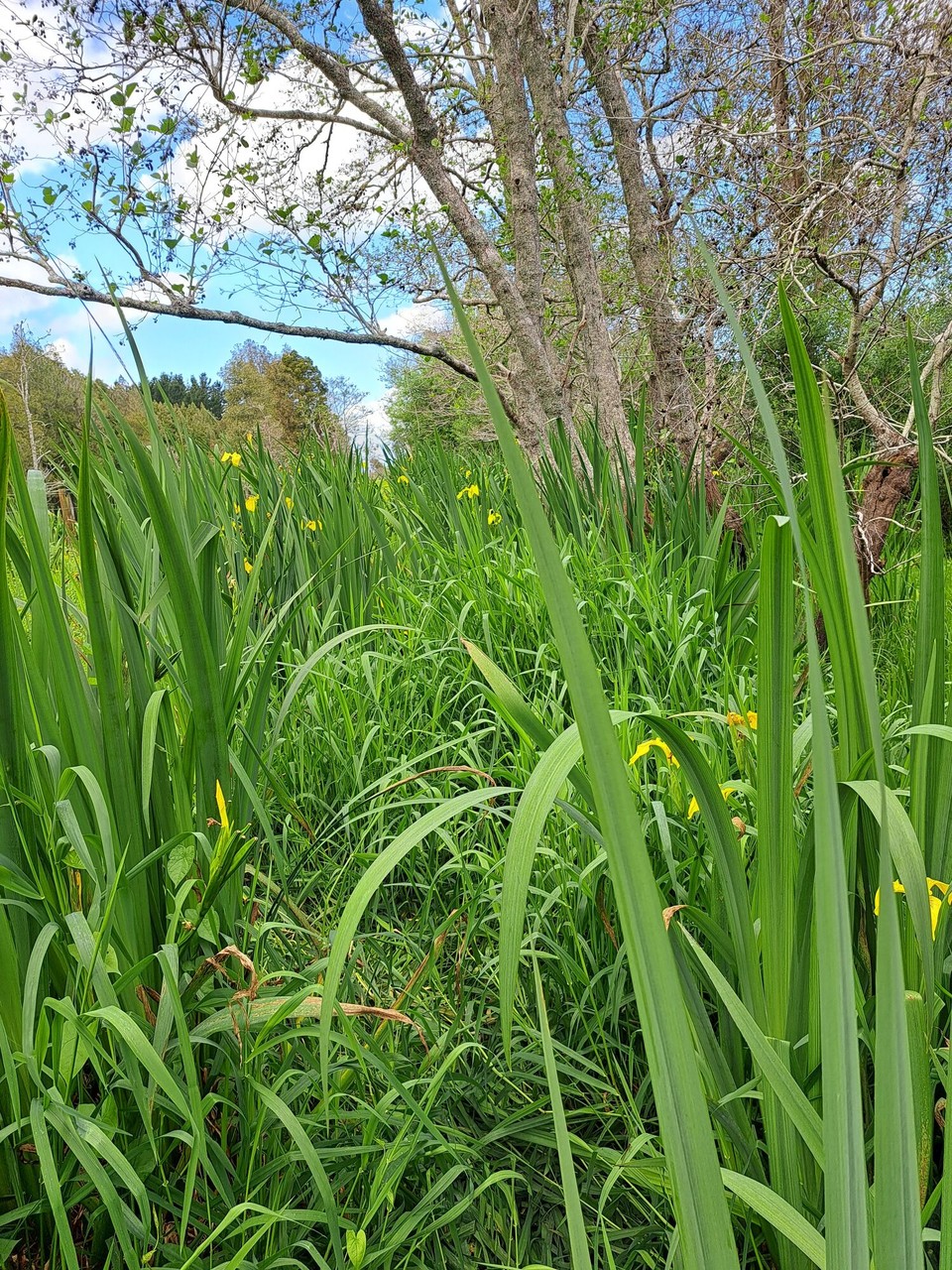 Neuseeland - Rangiriri - Weg durch die Lilien 