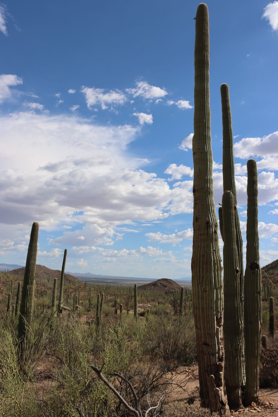 USA - Tucson - Organ Pipe Cactus NM