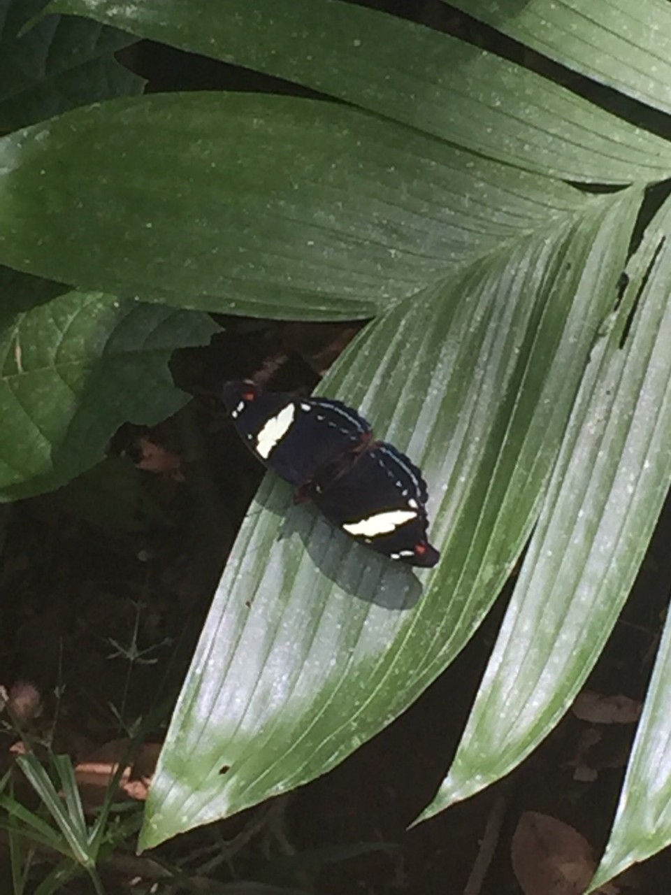 Costa Rica - San Carlos - 