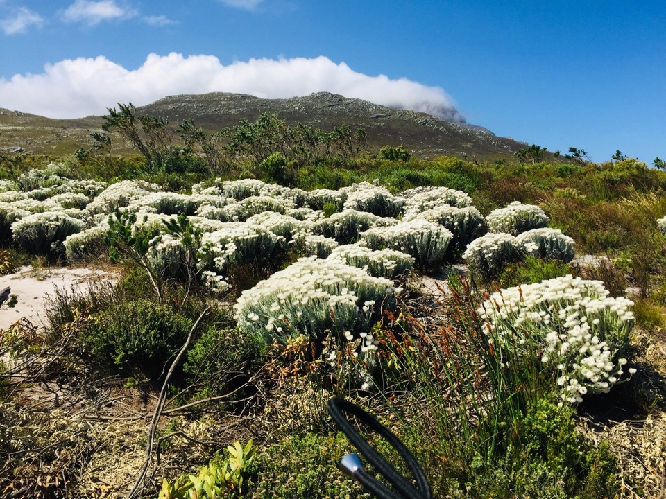 Südafrika - Cape Point - 