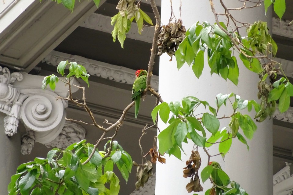 Ecuador - Guayaquil - Red-headed parrot