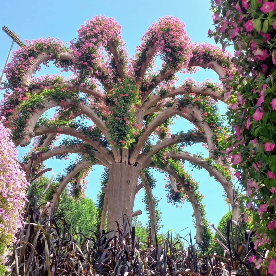 Vereinigte Arabische Emirate - Dubai - Palme mit Geranien.