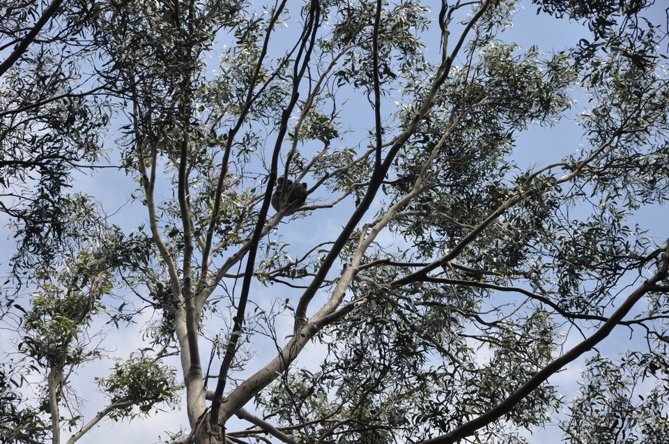 Australien - Warrnambool - Koalamama mit Baby