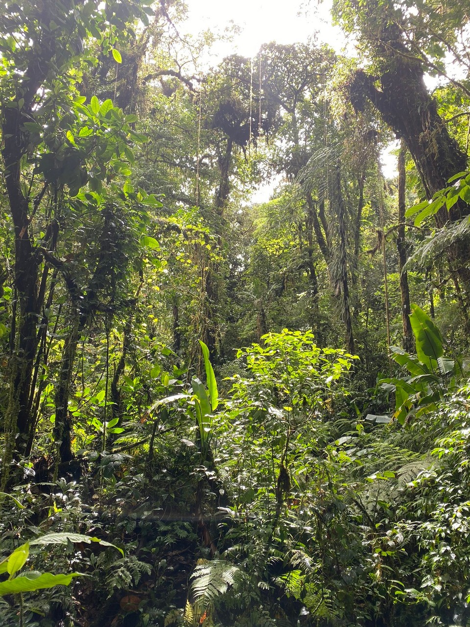 Costa Rica - Abangares - 