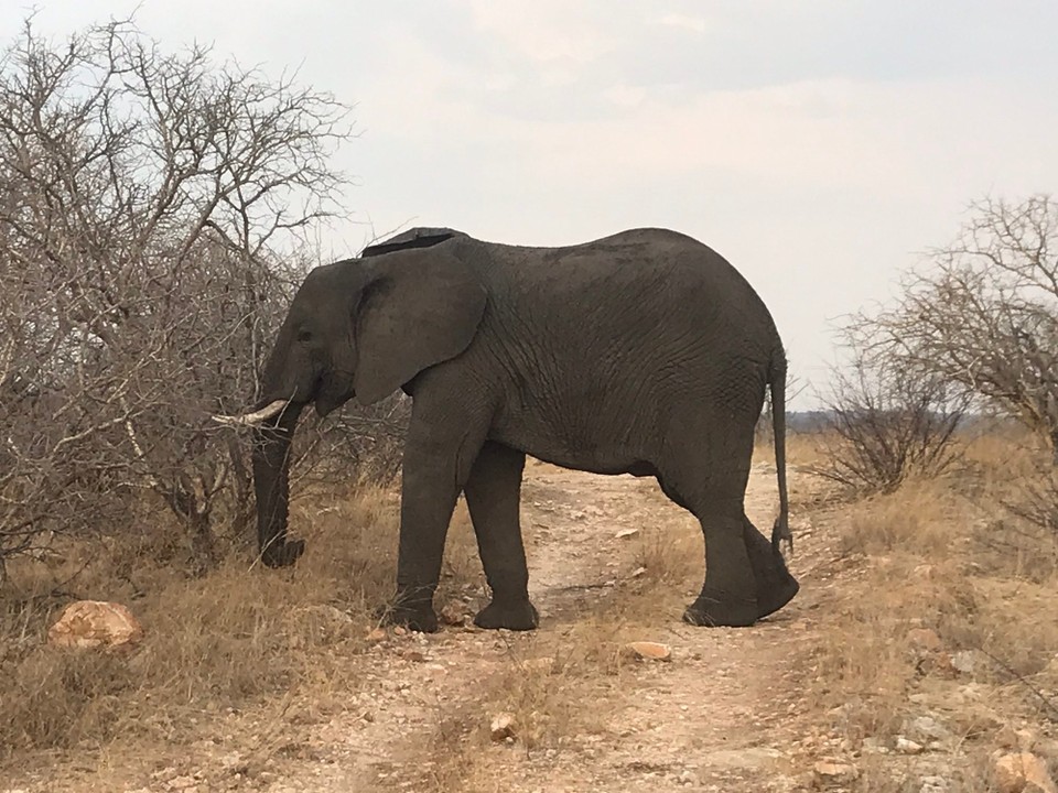 Südafrika -  - 