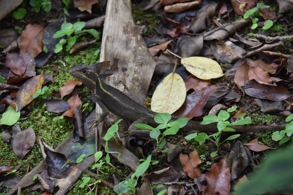 Costa Rica - San Carlos - Heute mal nicht in grün.