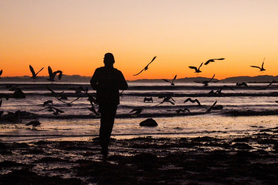 Neuseeland - Seddon - Seemöven aufschrecken 🤭