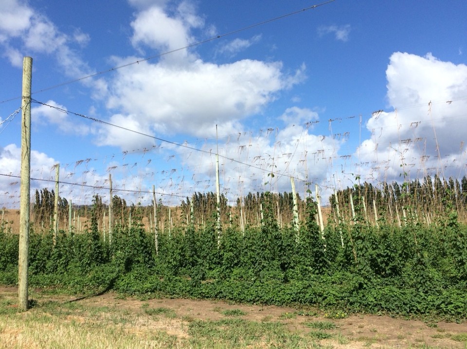 Australien - Sandy Bay - Hopfen für die vielen kleinen Brauereien hier