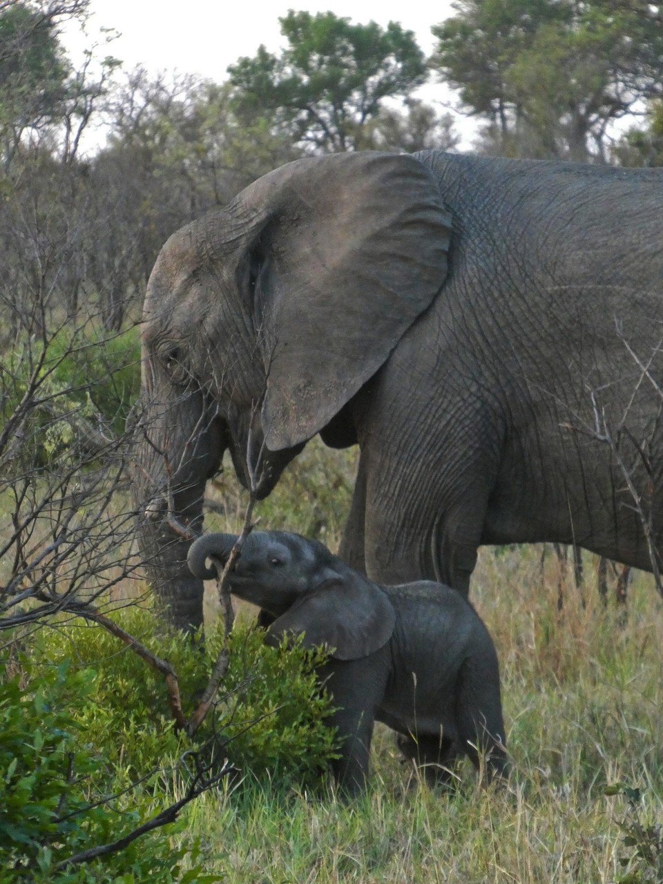Südafrika - Kruger-Nationalpark - 