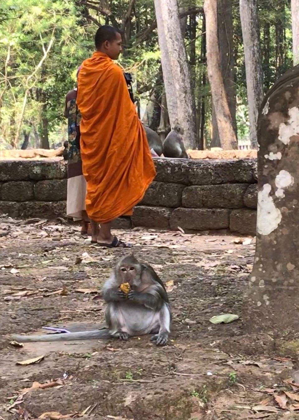 Cambodia -  - Monk vs Monkey business
