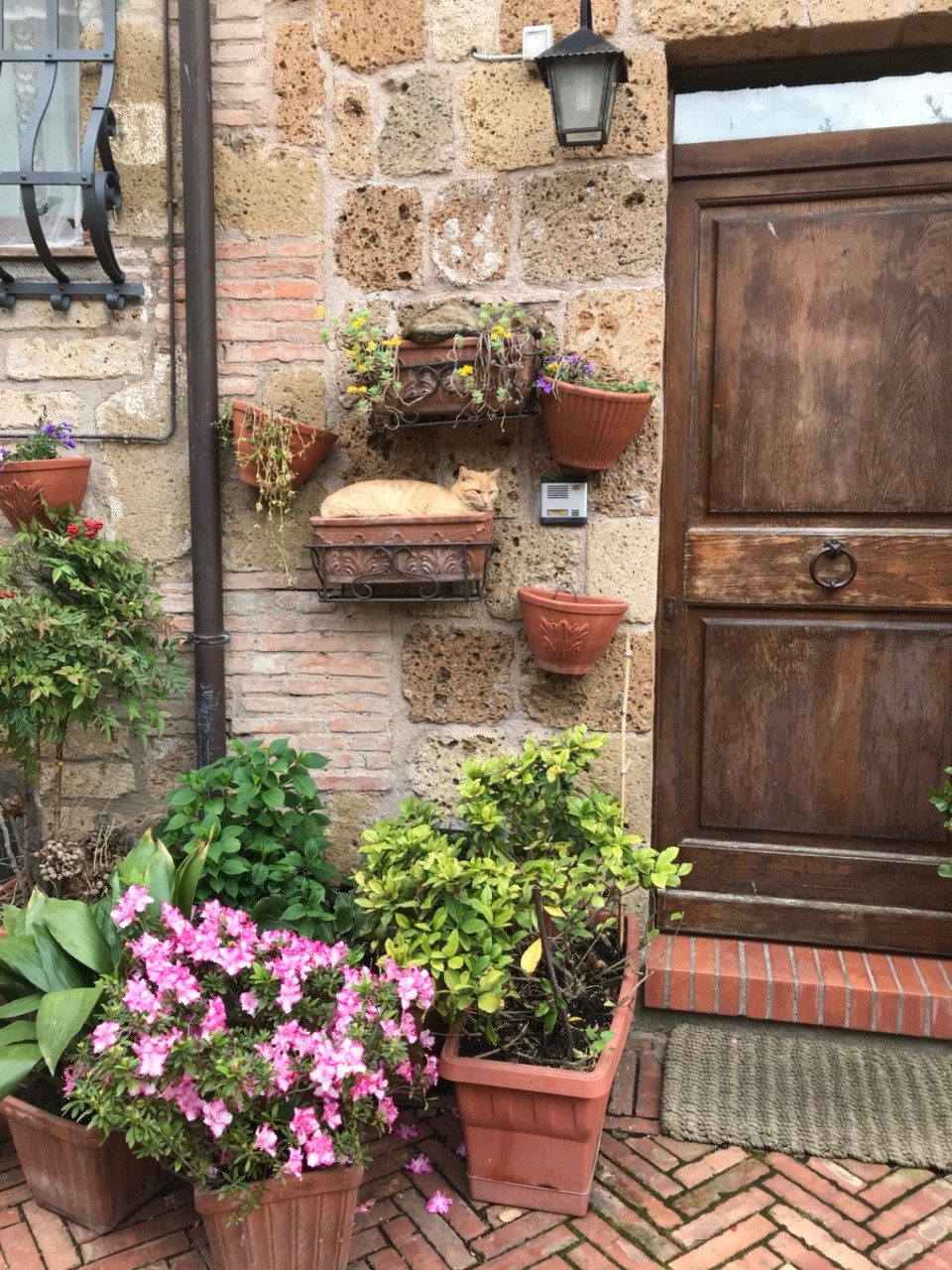 Italien - Sovana - …egal wohin man geschaut hat, Katzen überall. Tonia war überfordert.