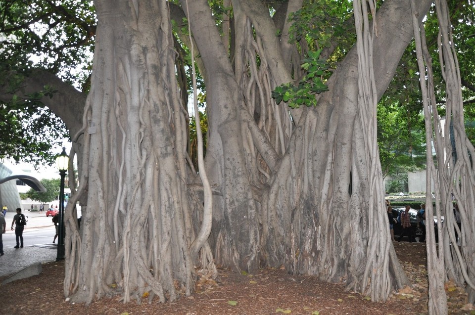Australien - Brisbane City - Zauberwald
