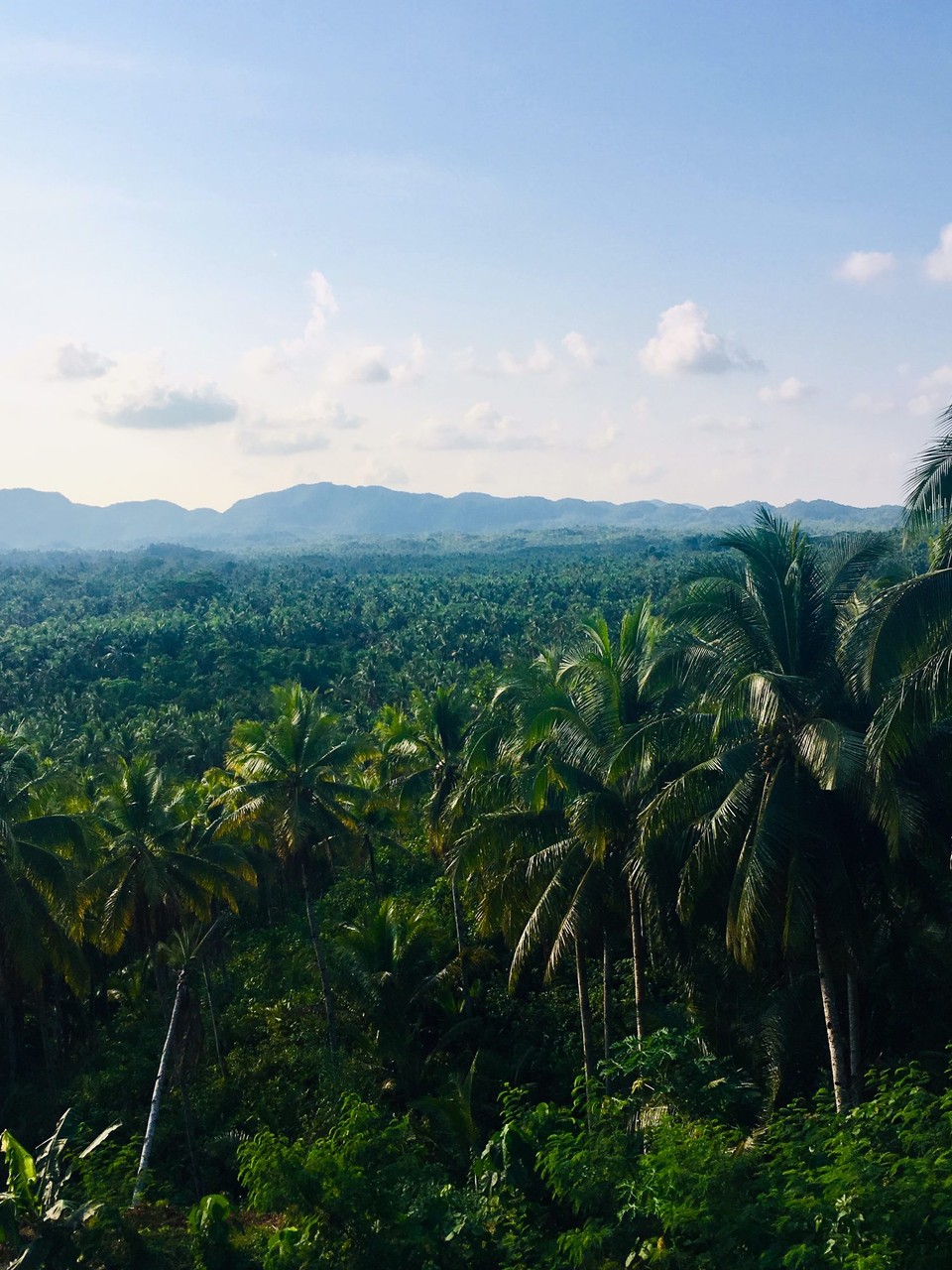 Philippines - Siargao Island - Palmer så langt øye kan se