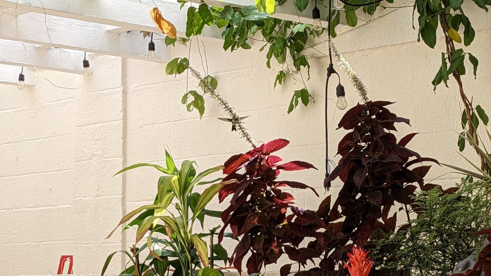 Panama - Panama City - Ein kleiner Kolibri zu Besuch im Hostel Garten 
