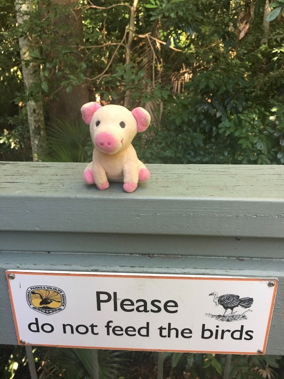 Australien - Charlestown - Schweine zum Glück schon ;-)