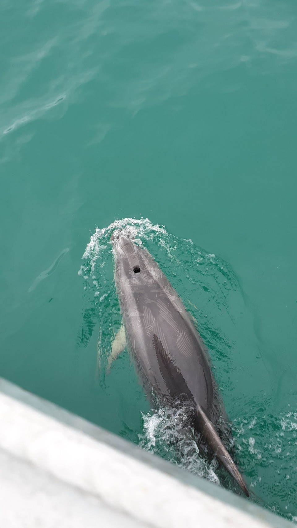 Neuseeland - Invercargill - 