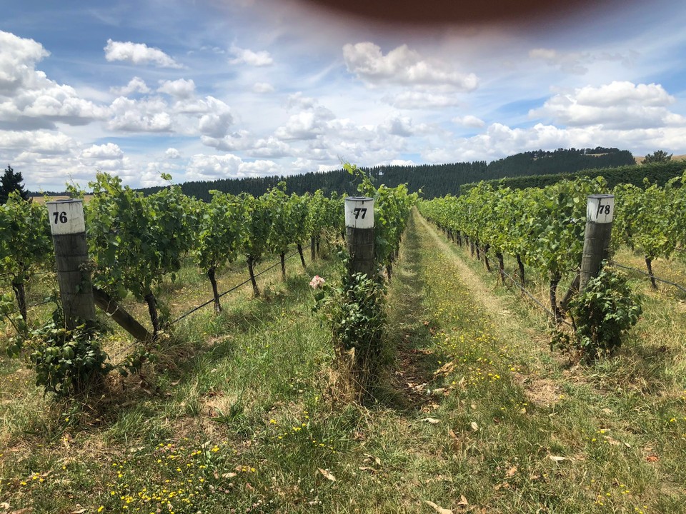 Neuseeland - Martinborough - 