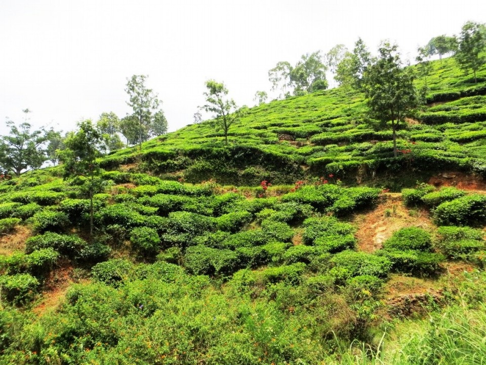 Indien - Coonoor - 