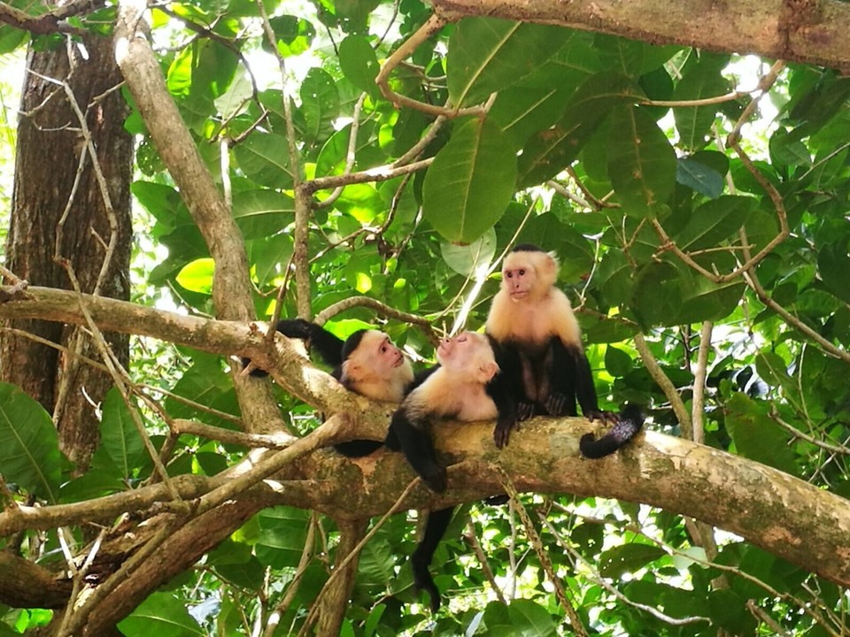 Costa Rica - Aguirre - 