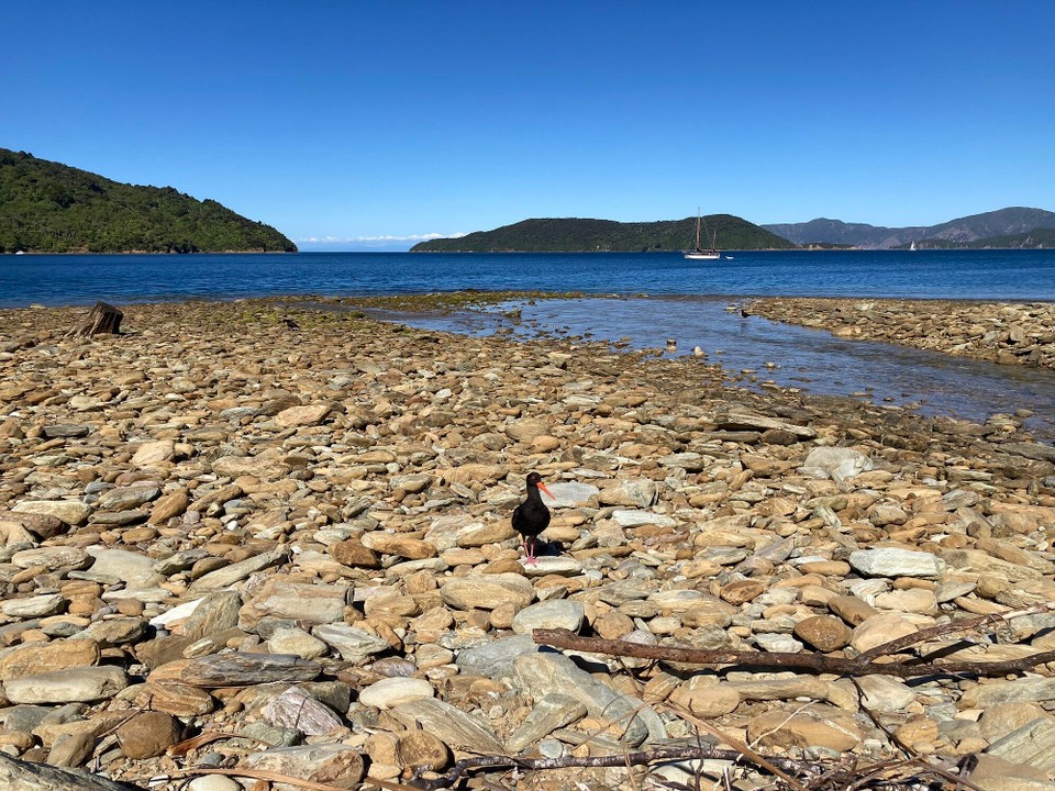 Neuseeland - Marlborough Sounds - Neuseeländischer Austernfischer - fand es nicht so toll, dass ich in seiner Nähe war 🙈😂