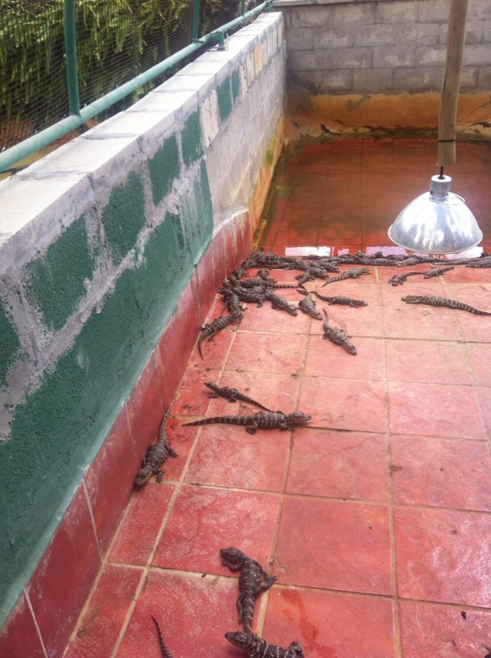 Egyesült Államok - Homestead - 