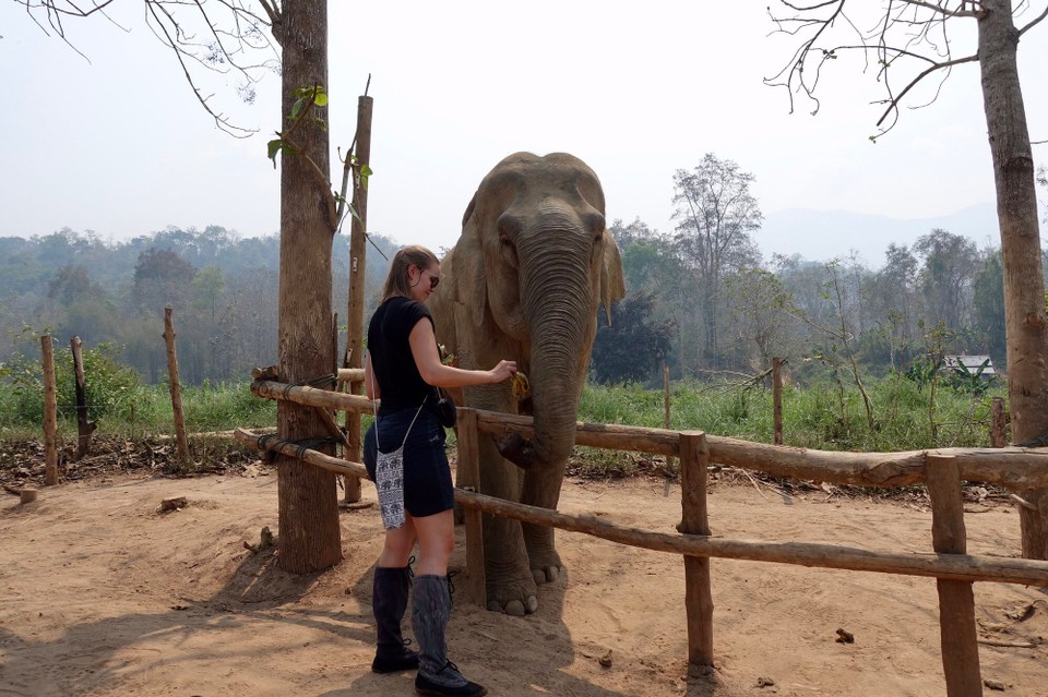 Laos - Luang Prabang - Fikk mate elefanten med bananer. De spiser 250 kg mat hver dag, og bruker 18 timer av døgnet til å spise. 