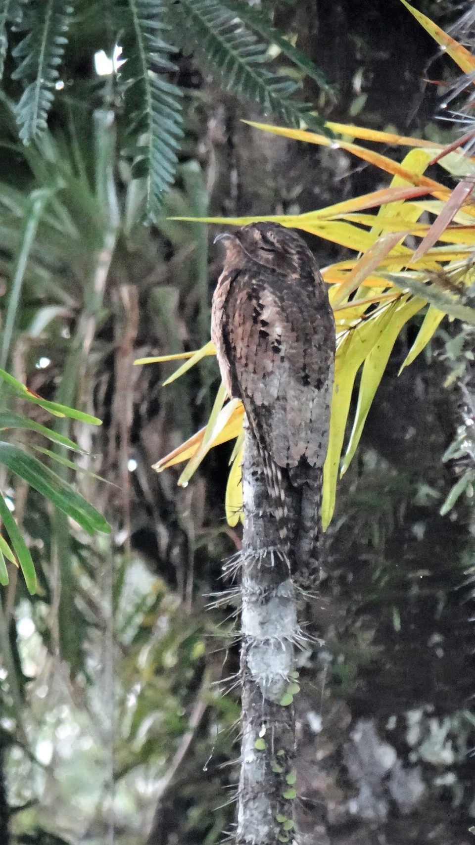 Ecuador - unbekannt - Once again, not sure, but it was a bird